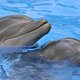 Illustration for article titled Why are dolphins smarter than most other mammals?